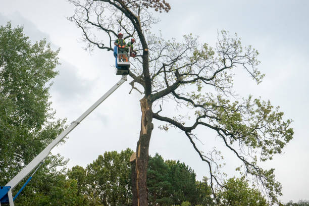 Seasonal Cleanup (Spring/Fall) in Lowell, OR