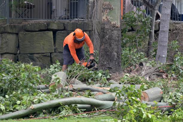 Professional Tree Care Services in Lowell, OR