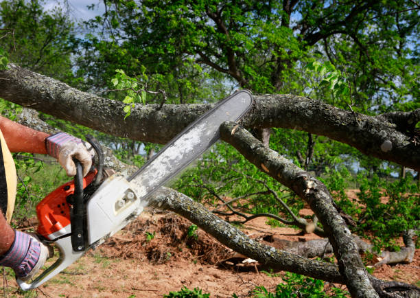 How Our Tree Care Process Works  in  Lowell, OR